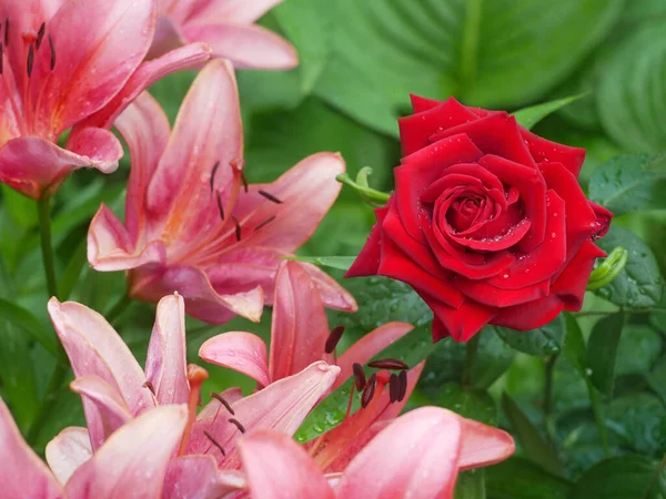 Мокрый Красный Цветок Розы Розовые Цветки Лилии Клумбе Среди Пышных — стоковое фото