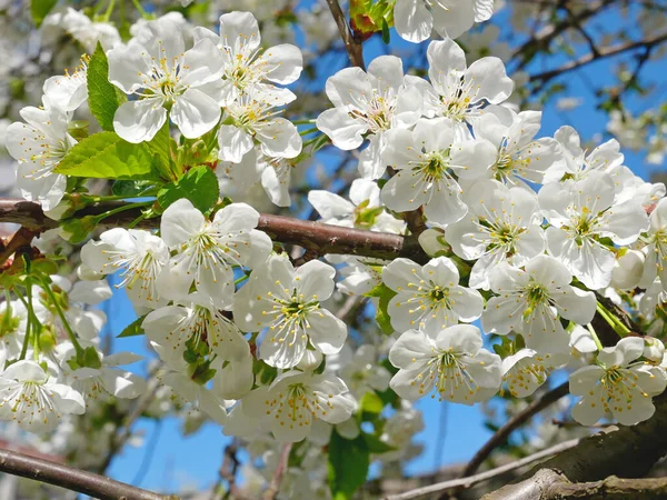 Blühender Kirschbaum Frühling Vor Blauem Himmel Nahaufnahme — Stockfoto