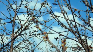 Nisan ayında çiçek açmadan önce şişmiş tomurcukları olan kiraz ağacı, panoramik video, bulutlu mavi gökyüzünün arka planı, 4K video