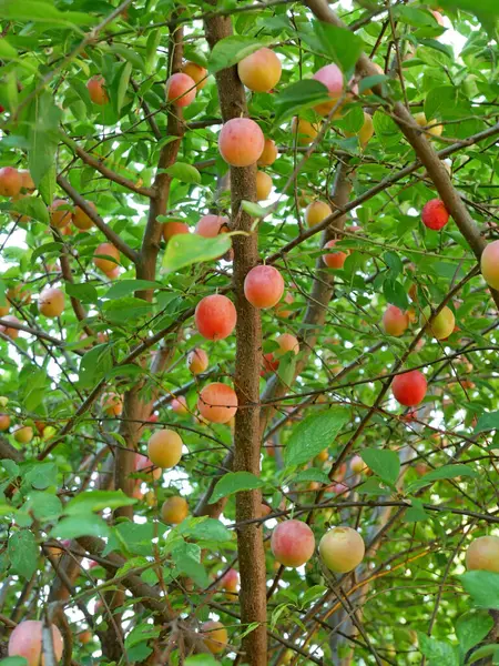 Ağustosta dallarda ve dallarda olgunlaşan meyvelerle kiraz ağacı, yakın plan.