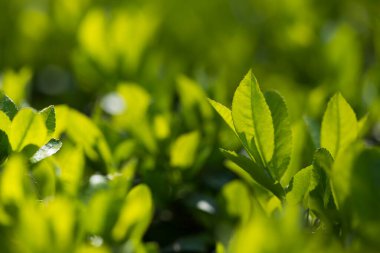Baharın bahçesindeki çalıların taze yeşil yapraklarının güzel manzarası.
