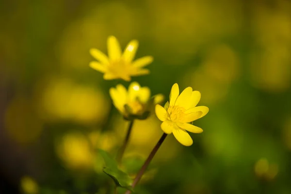 Nahaufnahme Von Gelben Frühlingsblumen Des Schöllkrauts Makrobild Mit Schön Verschwommenem — Stockfoto