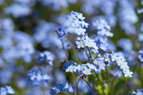 Flores Azules Primavera Olvídame Las Flores Que Florecen Jardín —  Fotos de Stock