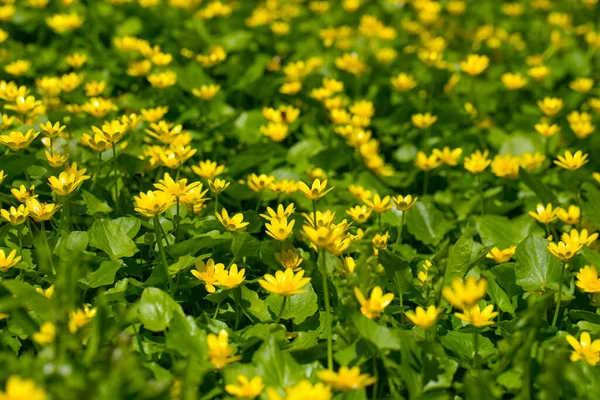 Campo Flores Amarillas Primavera Celidonia Menor Mayo —  Fotos de Stock