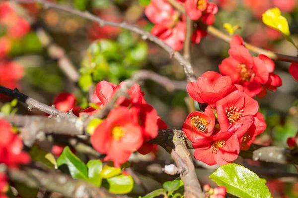 Bush Marmelo Japonês Vermelho Florescente Marmelo Chaenomeles Japonica Flores Polinizadas — Fotografia de Stock