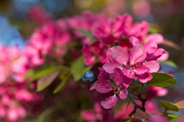 Macieira Florescendo Tempo Ensolarado Maio — Fotografia de Stock