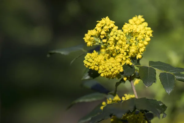 Żółte Kwiaty Mahonii Wiosną Nad Naturalnym Zielonym Tle — Zdjęcie stockowe