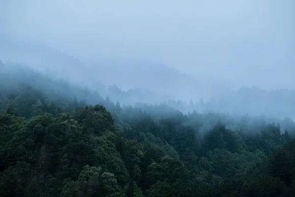 Hoge Hoek Uitzicht Van Een Bos Een Mistige Ochtend Natuur — Stockfoto