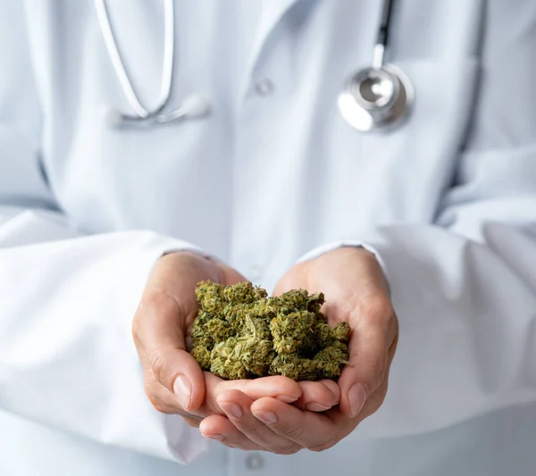 Close up of female doctor hands holding dryied marijuana flowers