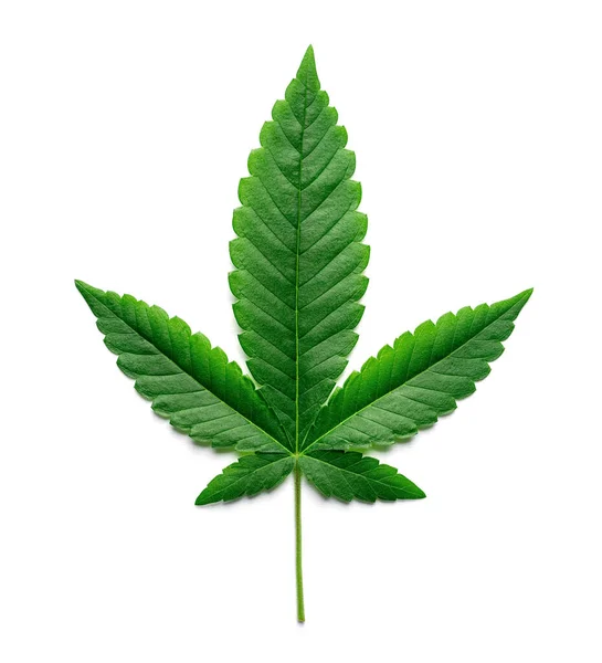 Närbild Medicinska Cannabisblad Isolerad Vit Bakgrund — Stockfoto