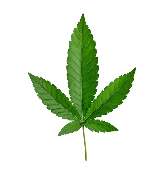 Kannabisz Levél Izolált Fehér Háttér — Stock Fotó