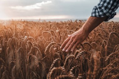 Kopya alanı ile gün batımında organik einkorn buğday alanında erkek çiftçi el yakın