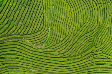Azores adalarındaki çay tarlasının yüksek açılı görüntüsü.