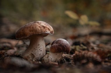 Ormanda fotokopi alanı olan mantarları kapat.
