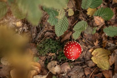 Toadstool, close up of a mushroom in the forest with copy space clipart