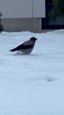 karga kara kuş yemi 