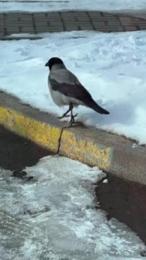 Karga, dışarıda siyah kuş yemi. 