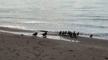 Baltık sahili yaz dalgaları Palanga Klaipeda Litvanya