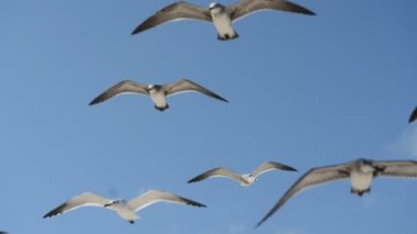 Cancun ve martı beyaz kum plaj ve mavi gökyüzü