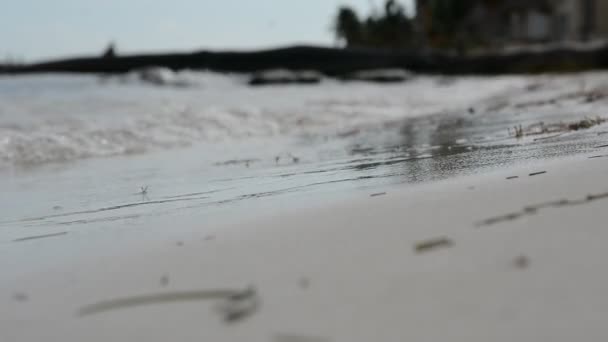 貝殻が砂の上を這うエルミットカニ — ストック動画