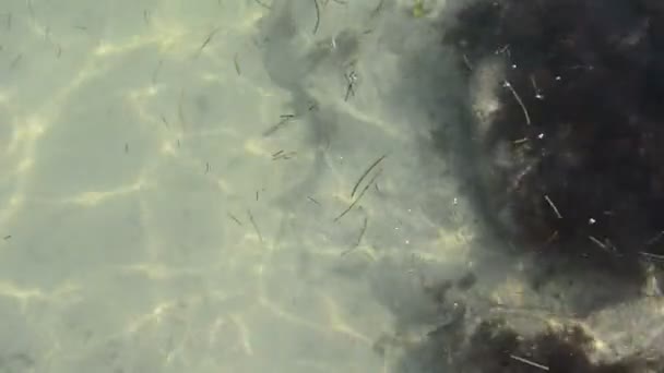 透明海の水 上からの眺め メキシコ — ストック動画