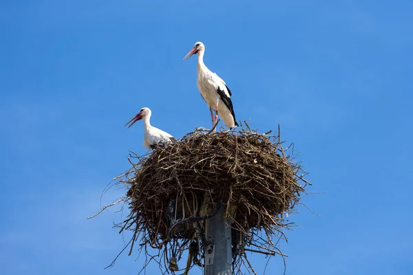 Störche Nisten Auf Himmelshintergrund Ein Paar Weiße Vögel Stehen Sommer lizenzfreie Stockfotos