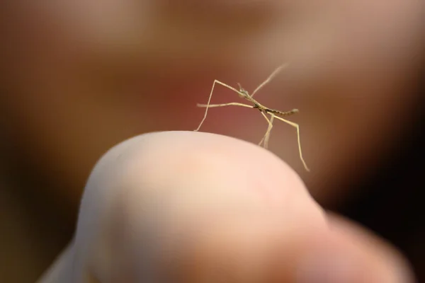 Stick insect cub on child`s hand close-up, little girl showing her cute pet. Macro view of tiny walking stick insect, selective focus. Theme of strange animal, wildlife, people and bug, fauna.