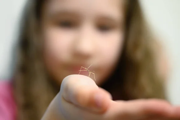 Stick insect cub on child`s hand, little girl showing her cute pet. Close-up view of tiny walking stick insect, selective focus. Theme of strange animal, macro, wildlife, people and bug, fauna.