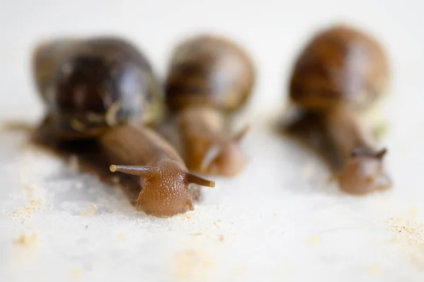 蜗牛赛跑 小虫子在白桌上的食物小径上奔跑 宏观上看大花园蜗牛在滑稽的比赛 自然的概念 — 图库照片