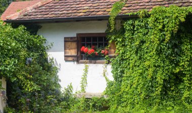 Almanya 'da, Avrupa' da tırmanma tesisleri olan eski bir ev. Yazın yeşil bina duvarı ve klasik pencere manzarası. Peyzaj, doğa, eko tasarım ve seyahat teması.