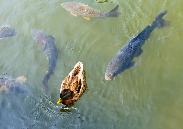 Duck and fish in water of lake in wild in summer, top view. Animals swimming in clear water. Theme of nature, wildlife, environment and fishing.
