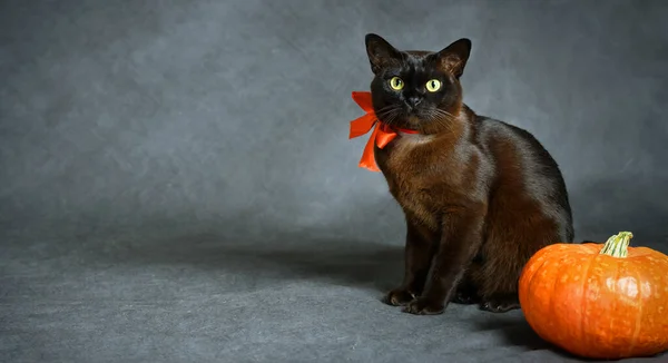 할로윈을위한 스튜디오 배경에 고양이와 오렌지 리본과 고양이 할로윈 휴일에 귀여운 스톡 사진