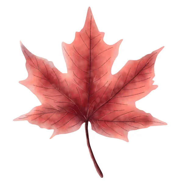 Maple Leaf White Scene Illustration Hand Drawing Wallpaper Background — Stock Photo, Image