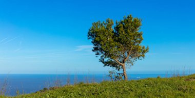Sadece yeşil ağaç ve mavi gökyüzü yolculuğu, özgürlük, ekoloji konsepti