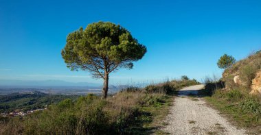 Yeşil ağaç ve patika- seyahat, özgürlük, ekoloji kavramı