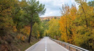 Sonbahar ormanında yol