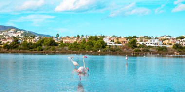 Mavi suda pembe flamingo (İspanya 'da Calpe)
