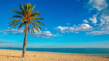 Tropik sahilde palmiye ağacı