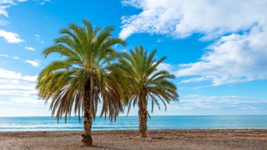 Sahilde palmiye ağacı