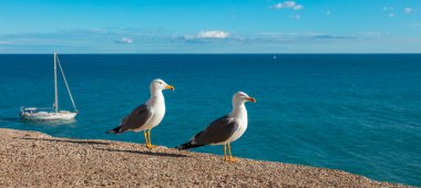 Akdeniz ve teknedeki kuşlar