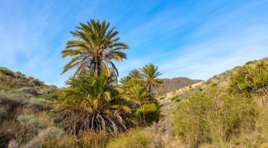 İspanya 'nın kırsal kesimindeki palmiye ağaçları