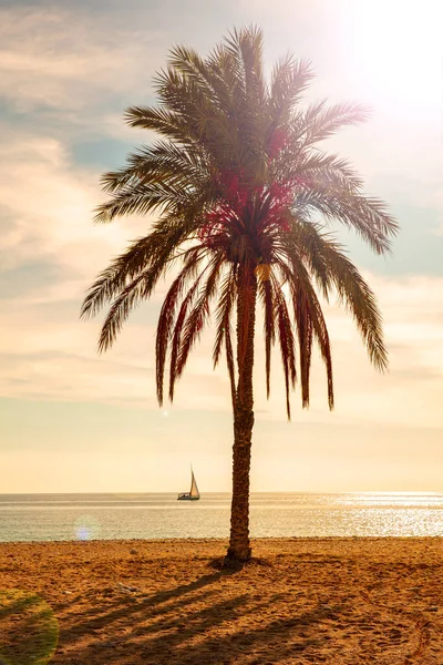 Palm Tree Beach Sea Boat Sunset — Zdjęcie stockowe