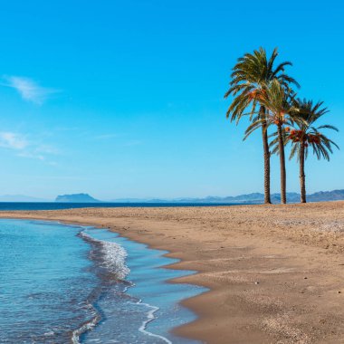 Sahilde palmiye ağacı