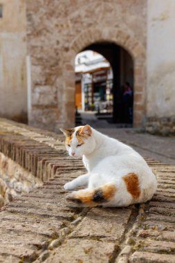 Cat in moroccan street