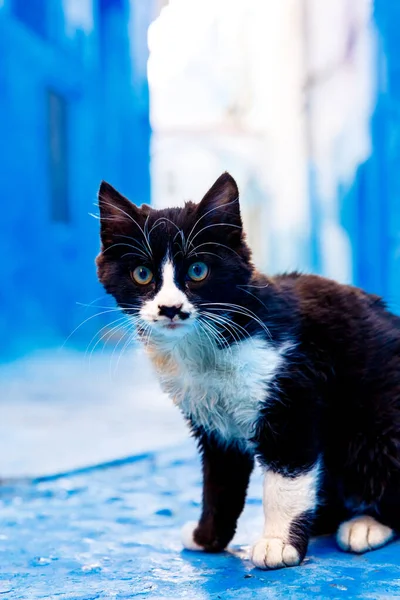 Bedårande Katt Marockansk Gata Chefchaouen Och Blå Stad — Stockfoto