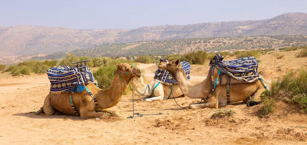 Trzy Wielbłądy Dla Turystów Maroku — Zdjęcie stockowe