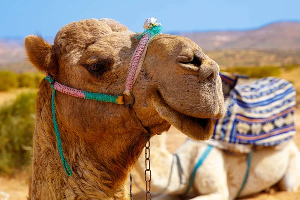 Retrato Camelo Marrocos — Fotografia de Stock