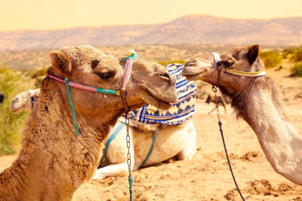 Kamelporträt Marokko — Stockfoto