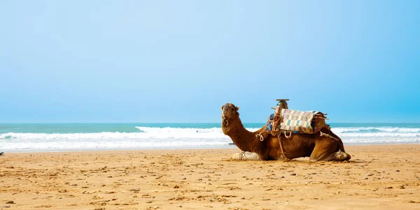 Wielbłąd Plaży Maroko — Zdjęcie stockowe