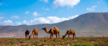 Fas 'ta dromedary deve sürüsü